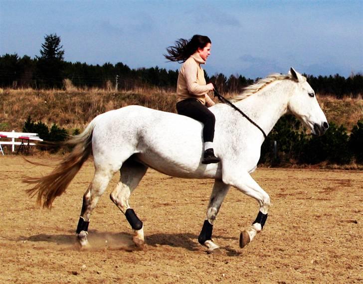 Engelsk Varmblod Dolly Dutch - Slut marts 2010 :) billede 2