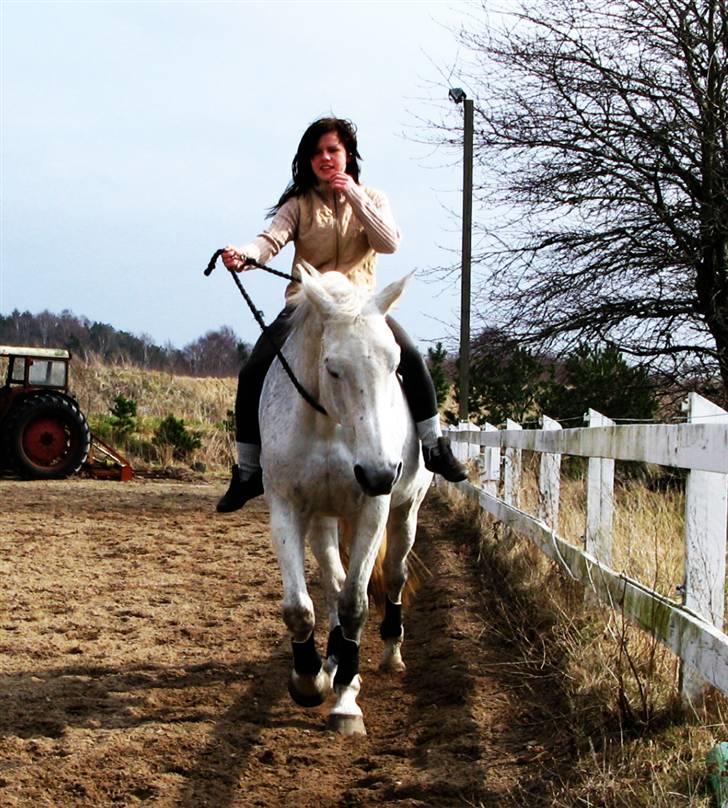 Engelsk Varmblod Dolly Dutch - Slut marts 2010 :) Hehe vi var ikke heelt enige om vejen her ;) billede 3