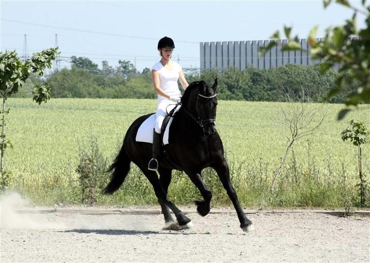 Frieser Arthur  - Galop til første stævne - Foto Sarah / Roliggaard billede 8