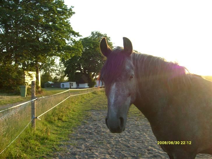 Anden særlig race Søbakkens la Muffa - Er du ikke snart færdig med at tage billeder? billede 19