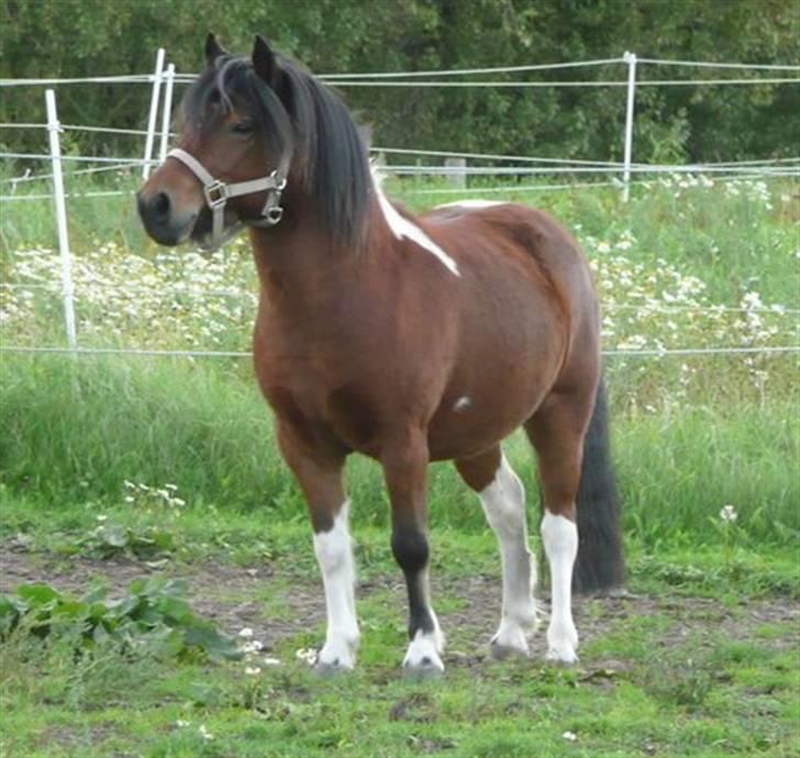 Anden særlig race Magnus - Kigger på hesten på en anden fold :) billede 1