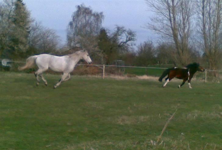 Anden særlig race Magnus - Lille Fis fræser - og vinder! Eller noget.. billede 2