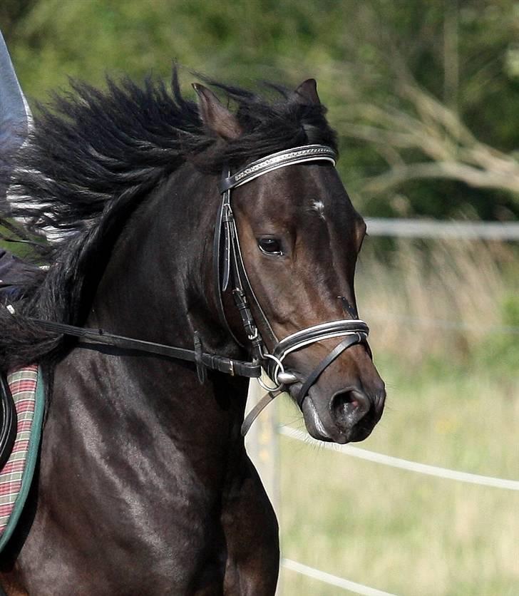 Anden særlig race samba SOLGT billede 13