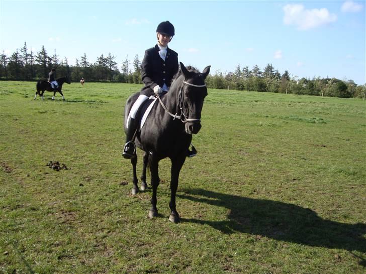 New Forest Vesterhedegård's Arak - Ved at være klar til at komme ind på banen den 14-09-2008 ottersbøl billede 11