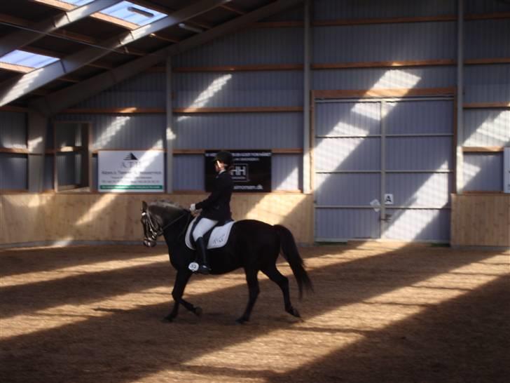 New Forest Vesterhedegård's Arak - trav billede 13