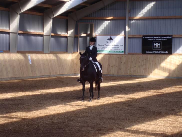 New Forest Vesterhedegård's Arak - Hilser billede 14