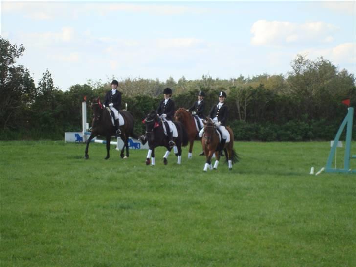 New Forest Vesterhedegård's Arak - Arak nyder det haha billede 15