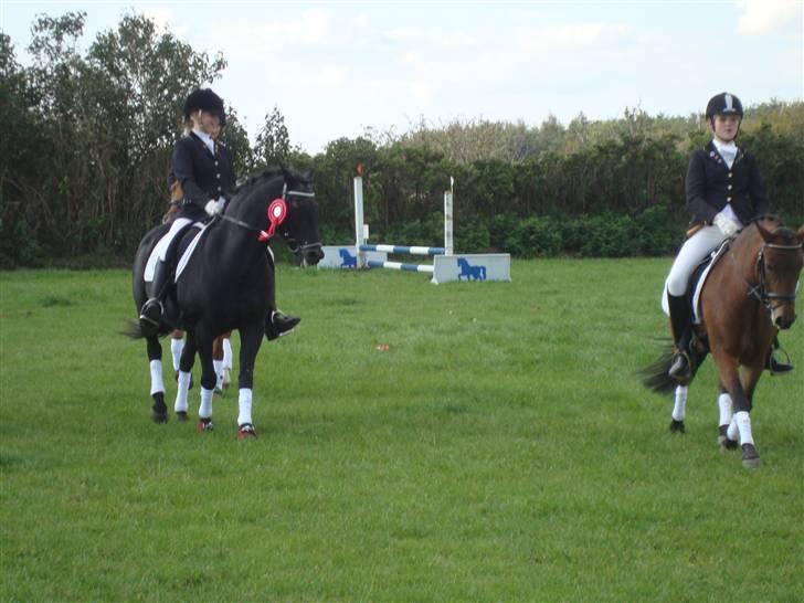 New Forest Vesterhedegård's Arak - Arak og cikeline billede 17