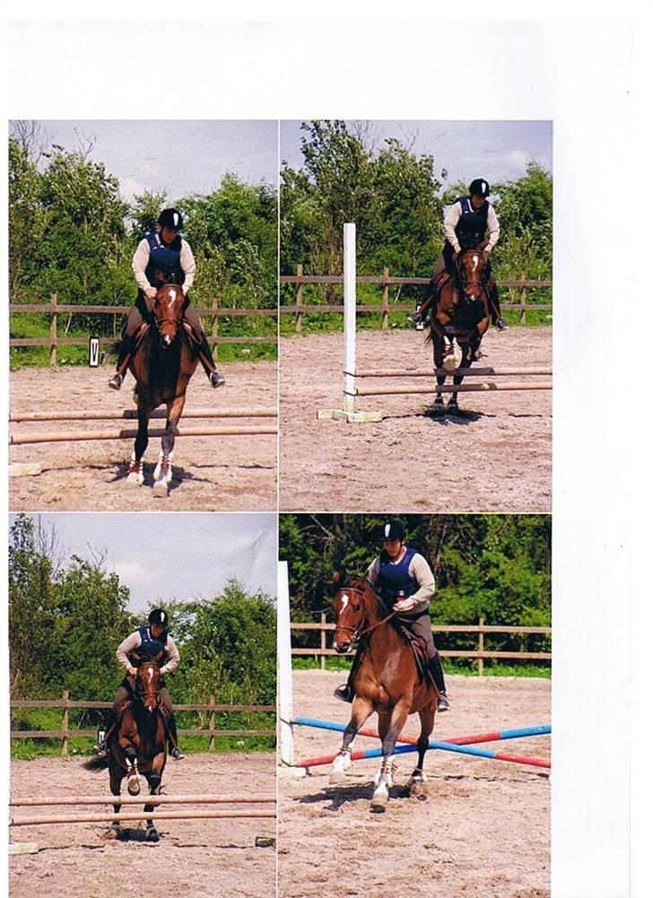 Dansk Varmblod Emblems Comet    RIP - billede 9