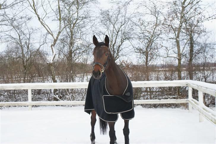 Holstener Jasmin / Solgt billede 17