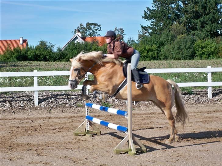 Haflinger Lucky - foto: mig.. anne-sofie springer billede 14