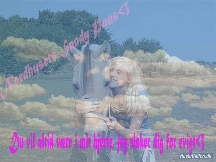Fjordhest Nordhusets Sandy Puus RIP - Et dejligt billed, tak<3 billede 1