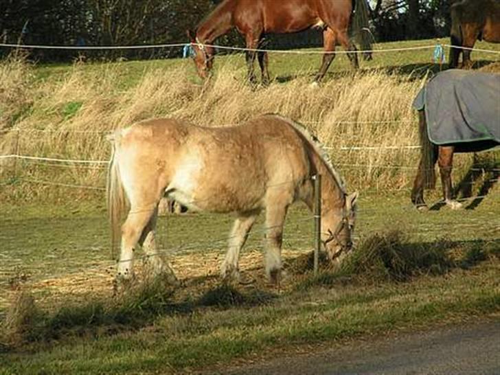 Fjordhest Nordhusets Sandy Puus RIP - Ja hun blev ældre /: Men stadig ligeså uforglemmelig smuk<3 billede 2