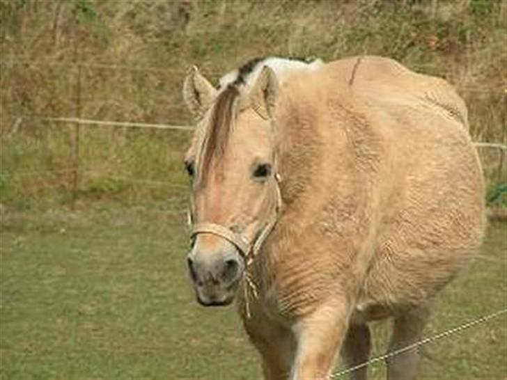 Fjordhest Nordhusets Sandy Puus RIP - Glemmer aldrig hendes tykke mave :b <3 billede 3