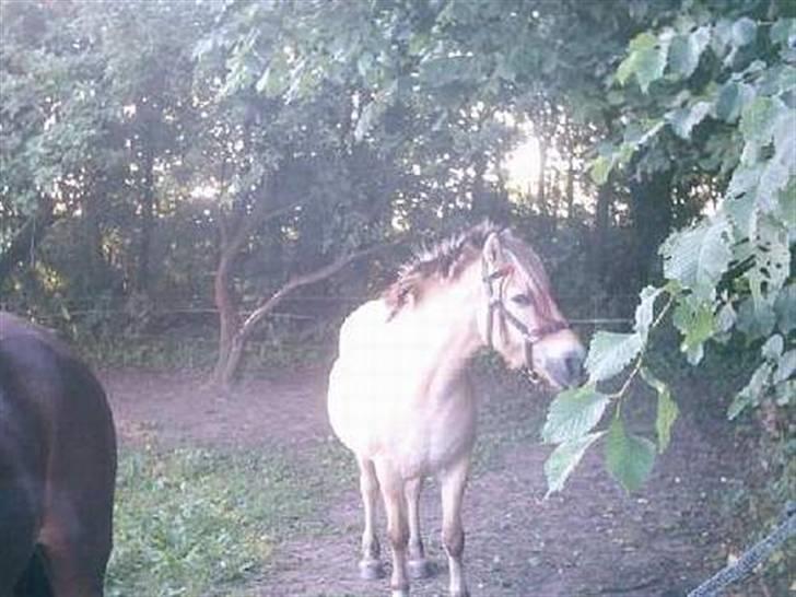 Fjordhest Nordhusets Sandy Puus RIP - Da hun var ung, det første år vi havde hende<3 billede 4