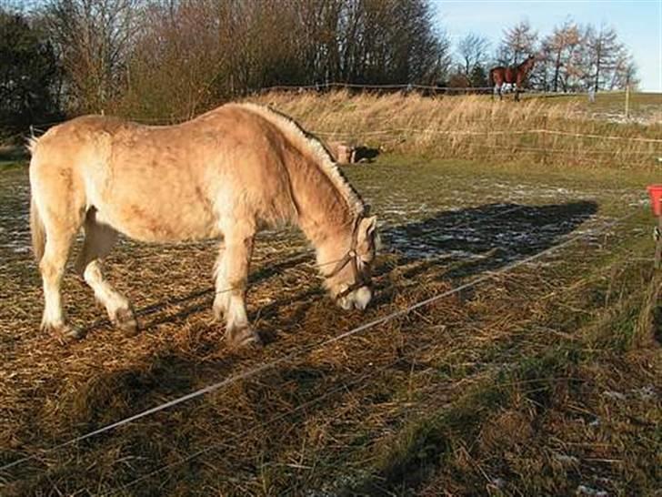 Fjordhest Nordhusets Sandy Puus RIP - MIn smukke skat<3 billede 5