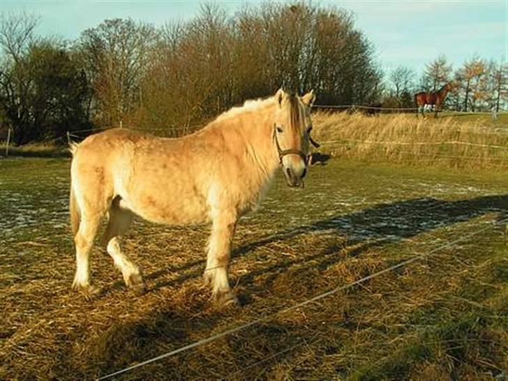 Fjordhest Nordhusets Sandy Puus RIP - Se hendes smukke ansigt<3 billede 6