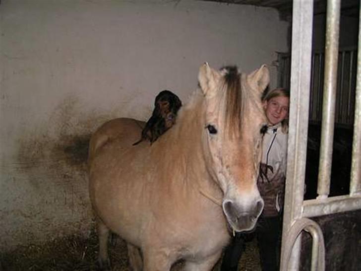 Fjordhest Nordhusets Sandy Puus RIP - Ja man kune alt med hende, Min lille gravhud, kunne sidde på hende helt alene uden hun sagde noget til det (: billede 7