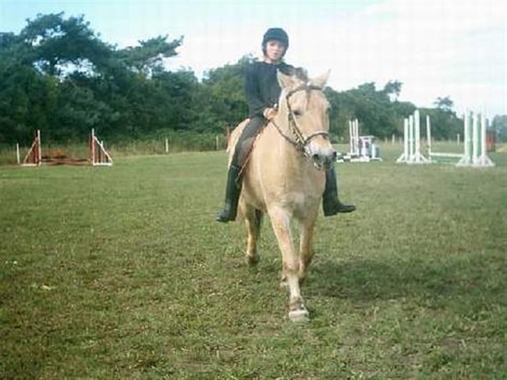 Fjordhest Nordhusets Sandy Puus RIP - Vores første stævne, 1plads i spring uden sadel, glemmer det aldrig<3 billede 8