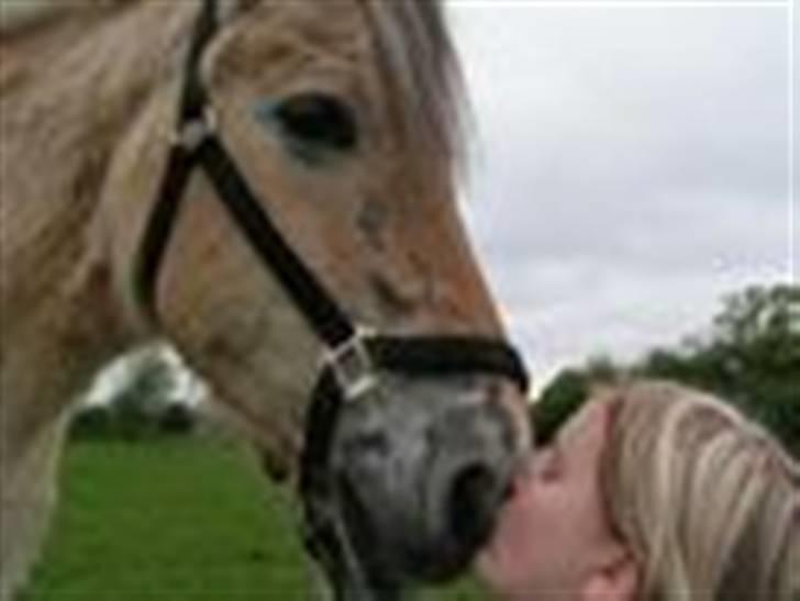 Fjordhest Nordhusets Sandy Puus RIP - Det sidste billed /: Det aller sidste kys<3 billede 9