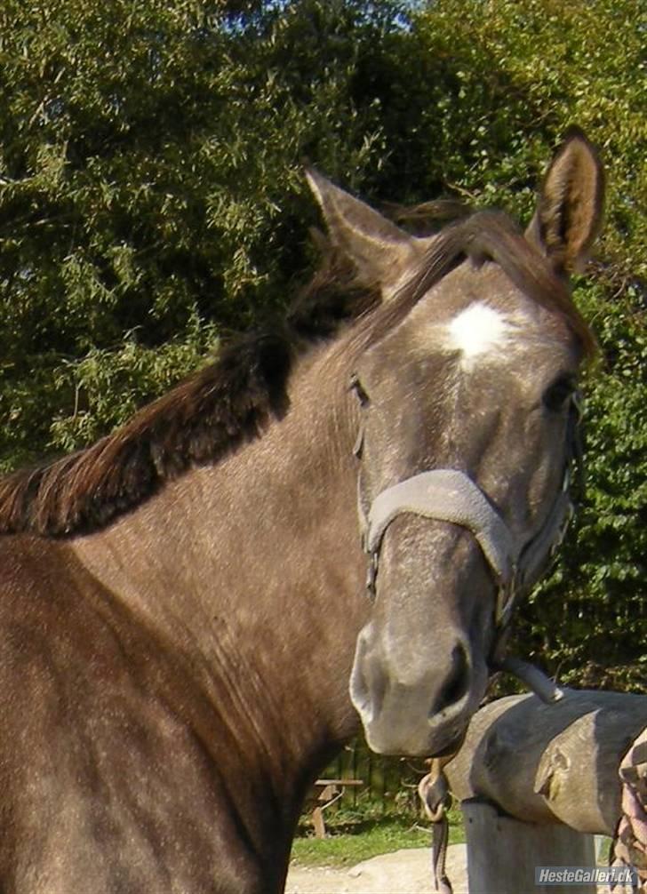 Holstener Indira Von HarknagR.I.P billede 3