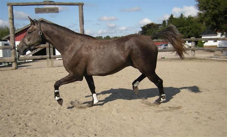 Holstener Indira Von HarknagR.I.P billede 16