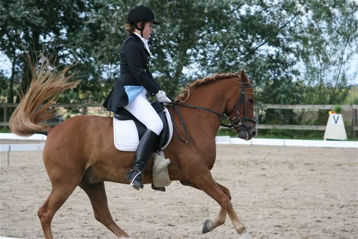 Anden særlig race  Fighter *SOLGT* - ret sjovt billede... :b billede 18