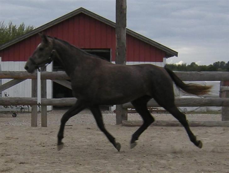 Holstener Indira Von HarknagR.I.P billede 17