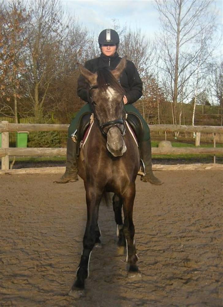 Holstener Indira Von HarknagR.I.P billede 18