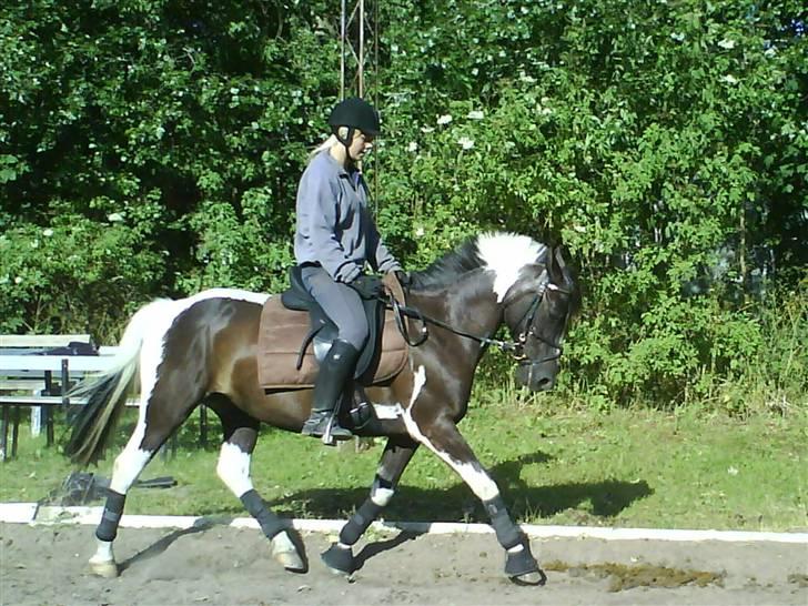 Pinto Ikki<3 tager imod udf. - lækker lille pony;D Velkommen til vores profil<3  billede 1