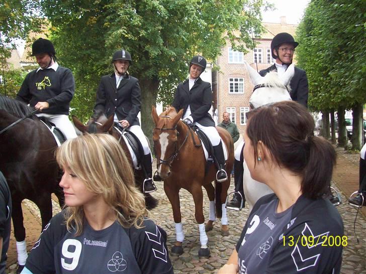 Dansk Varmblod Premira Pride * Himmelhest* <3 billede 12