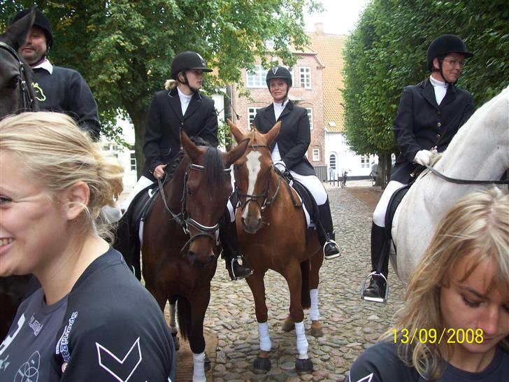 Dansk Varmblod Premira Pride * Himmelhest* <3 billede 13