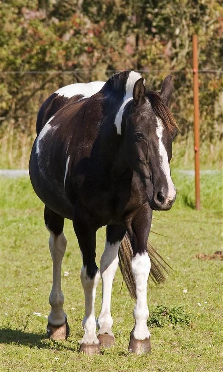 Pinto Ikki<3 tager imod udf. - Ryste ryste ryste, ej du er jo lige blevet vasket;) billede 9