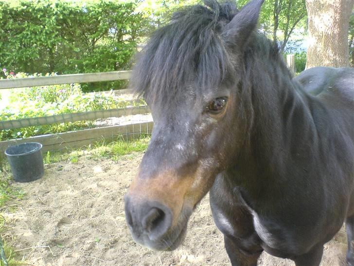 Anden særlig race Molly billede 10