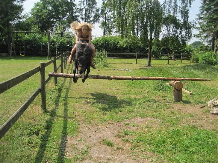 Anden særlig race Molly - Ej haha! Vi flyver næsten ;P billede 12