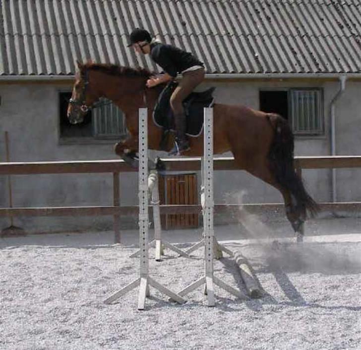 Dansk Varmblod Kaiser RIP (SOLGT) - spring træning på stalddane billede 9
