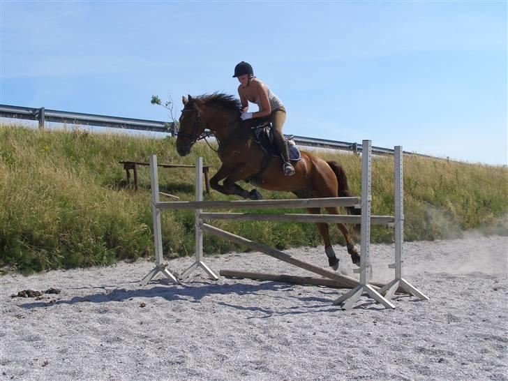 Dansk Varmblod Kaiser RIP (SOLGT) - spring træning på stalddane billede 12