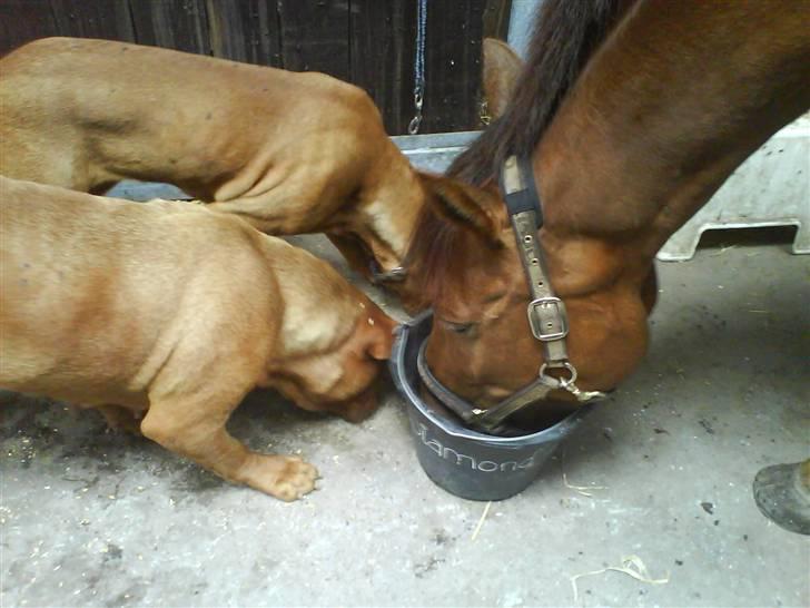 Dansk Varmblod Kaiser RIP (SOLGT) - spiser sammen med hanky&rosa :) billede 13