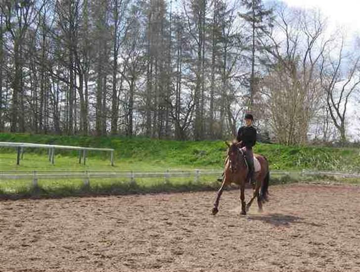 Dansk Varmblod Kaiser RIP (SOLGT) - dressur træning på Rens Ungdomsskole :) billede 15