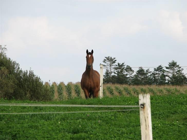 Dansk Varmblod California Skrødstrup RIP billede 8