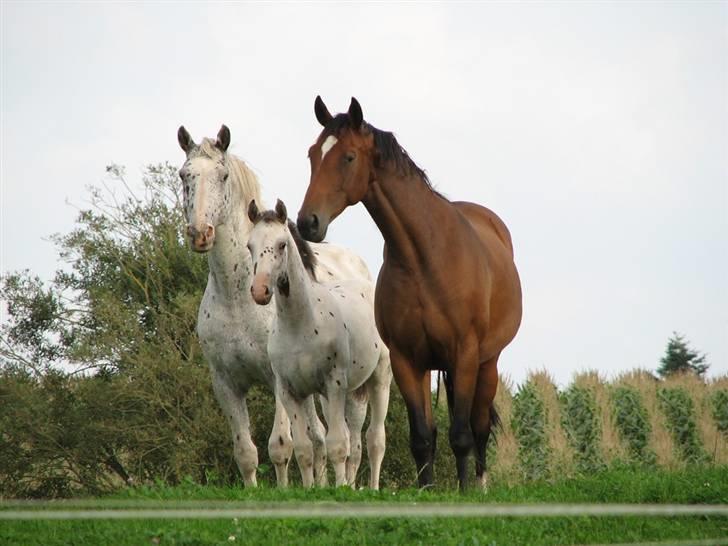 Knabstrupper Perikles Christinelyst RIP billede 6