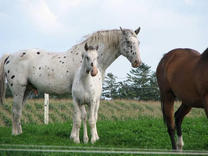 Knabstrupper Perikles Christinelyst RIP billede 7