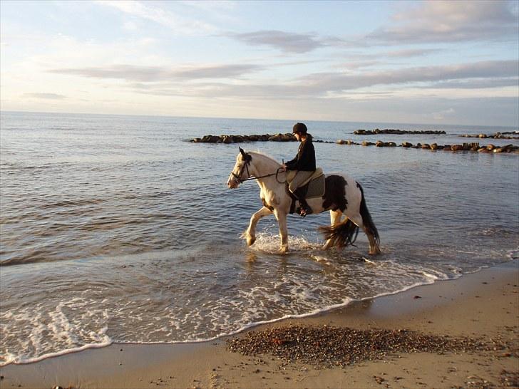 Irish Cob Næbbet's Victor (SOLGT) - På vej ud i vandet. billede 12