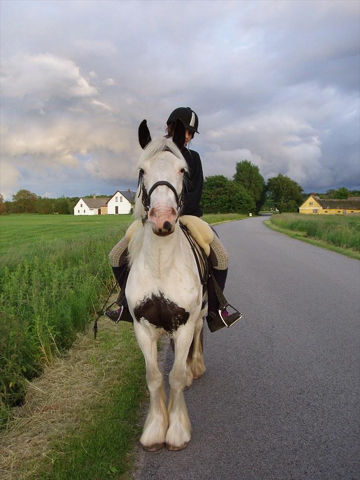 Irish Cob Næbbet's Victor (SOLGT) - På tur :) billede 13