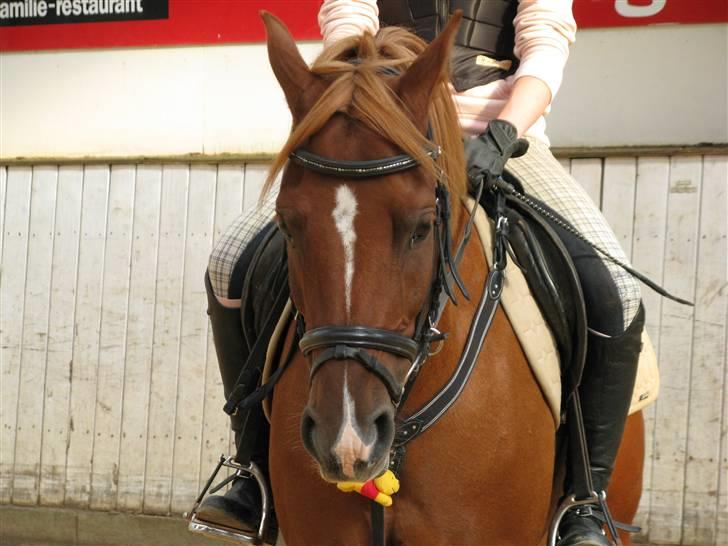 Hollandsk Sportspony Bauke - aflivet s': -  til springundervisning - bemærk maskotten (; billede 10