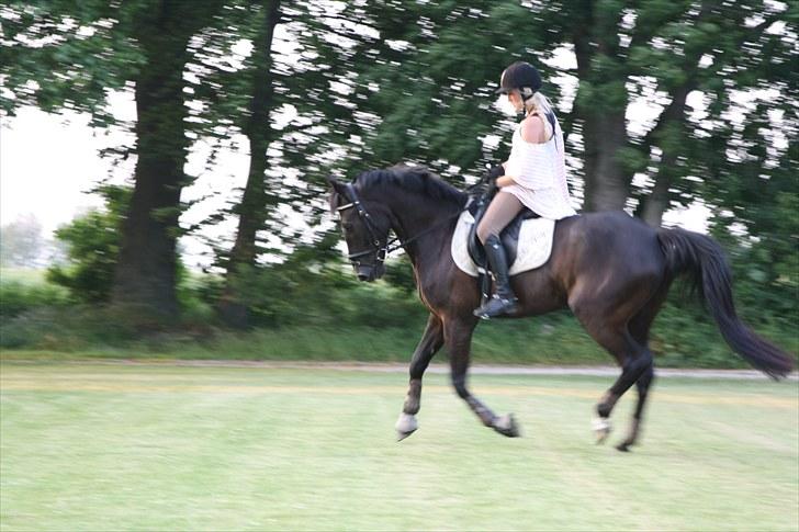 Anden særlig race Indy Boy. (Solgt) - Sommer ferie 2010, rider hjemme i haven:-) billede 7