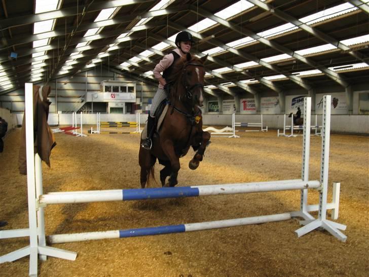 Hollandsk Sportspony Bauke - aflivet s': -  opvarming - han satte lidt tidligt af d; billede 11