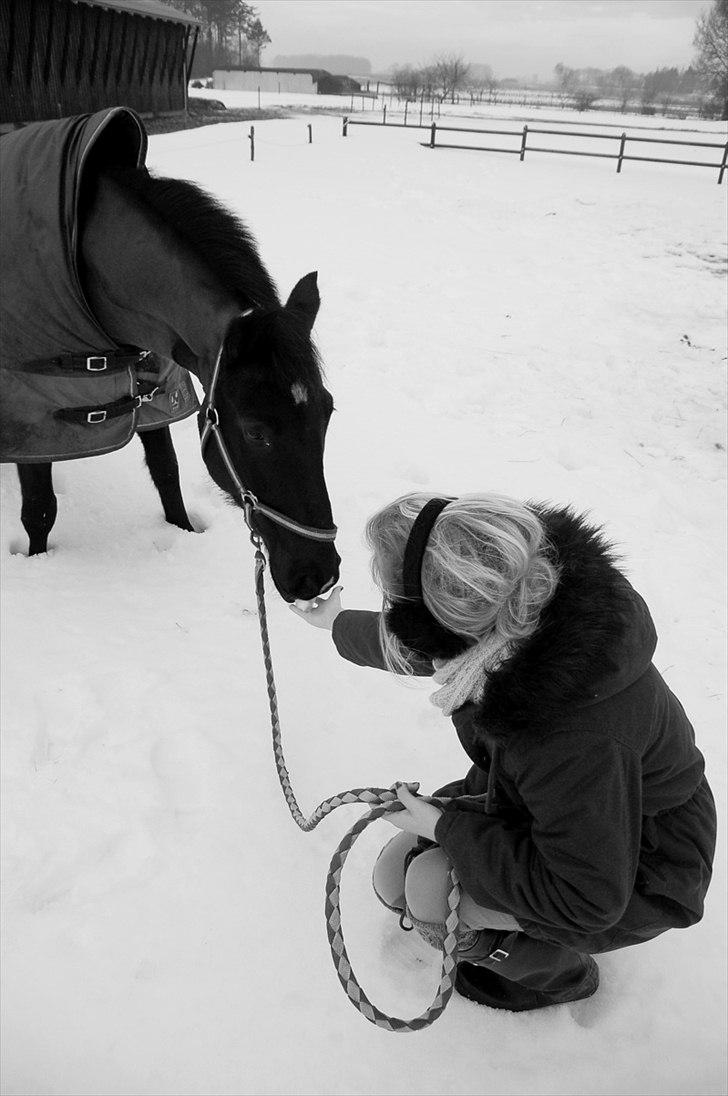 Anden særlig race Indy Boy. (Solgt) - Vinter 2011. Elsker dig. billede 8