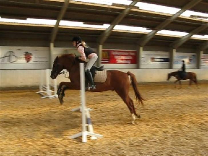 Hollandsk Sportspony Bauke - aflivet s': -  spring! - beklager kvaliteten z; billede 12