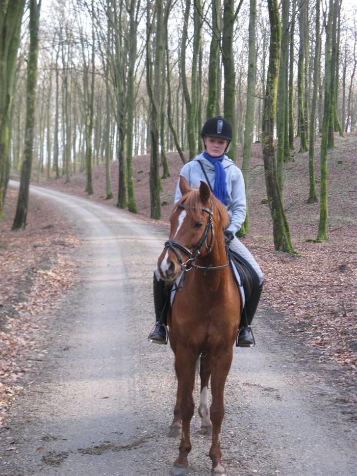 Hollandsk Sportspony Bauke - aflivet s': -  jordens bedste skovtur! billede 13